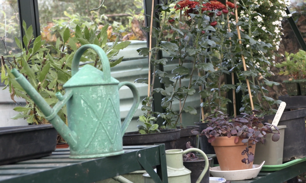 Watering can in a garden